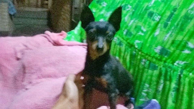 Foto 1 - Lindos filhotes de pinscher